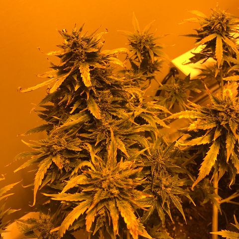 Purple Haze Auto growlog timeline photo