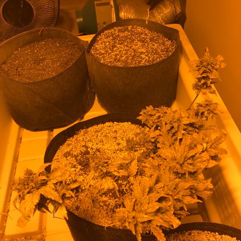 Purple Lemonade Auto growlog timeline photo
