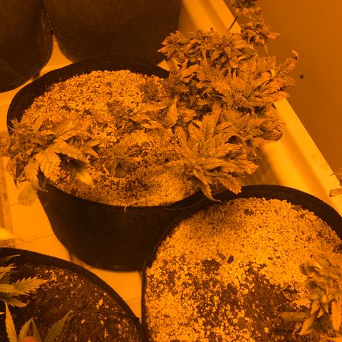 Purple Lemonade Auto growlog timeline photo