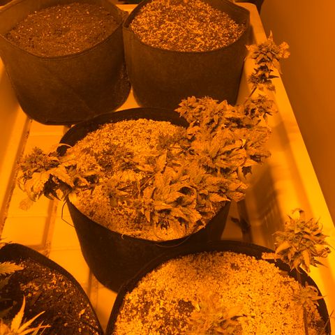 Purple Lemonade Auto growlog timeline photo