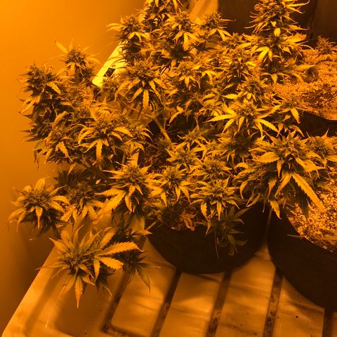 Purple Haze Auto growlog timeline photo