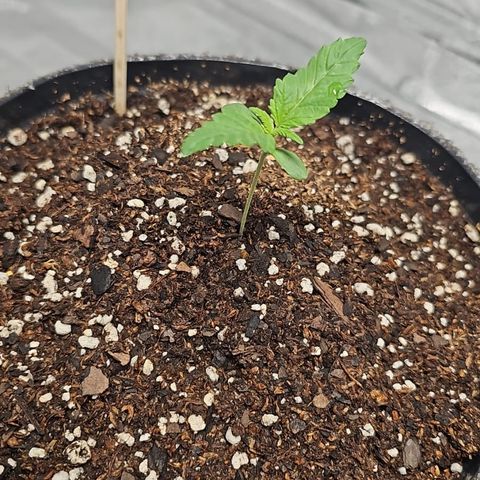 Amsterdam Amnesia growlog timeline photo