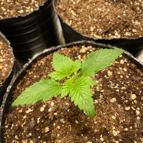 Amsterdam Amnesia growlog timeline photo
