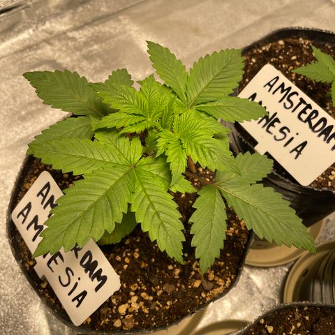 Amsterdam Amnesia growlog timeline photo