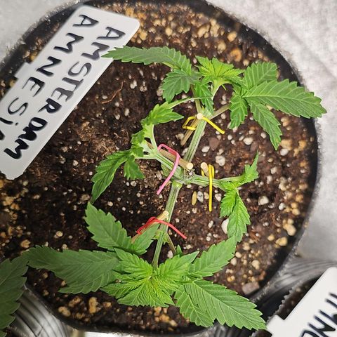 Amsterdam Amnesia growlog timeline photo