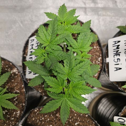 Amsterdam Amnesia growlog timeline photo