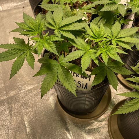 Amsterdam Amnesia growlog timeline photo