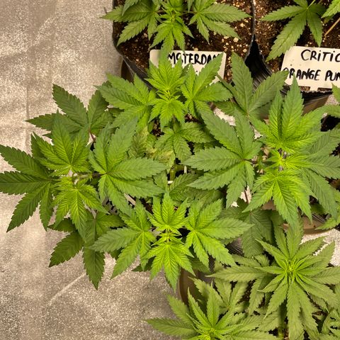 Amsterdam Amnesia growlog timeline photo