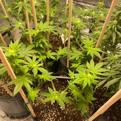 Amsterdam Amnesia growlog timeline photo