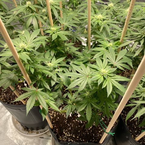 Amsterdam Amnesia growlog timeline photo