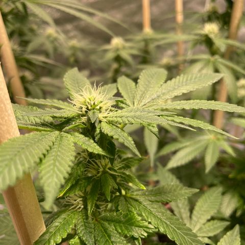 Amsterdam Amnesia growlog timeline photo