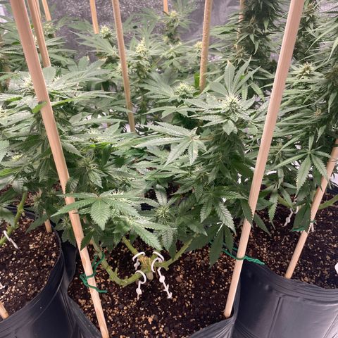Amsterdam Amnesia growlog timeline photo