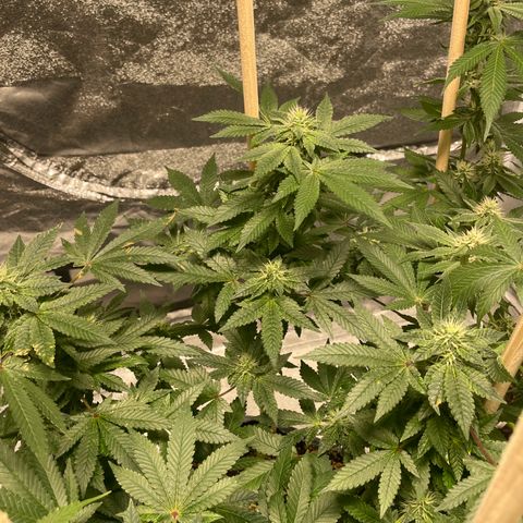 Amsterdam Amnesia growlog timeline photo