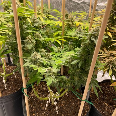 Amsterdam Amnesia growlog timeline photo