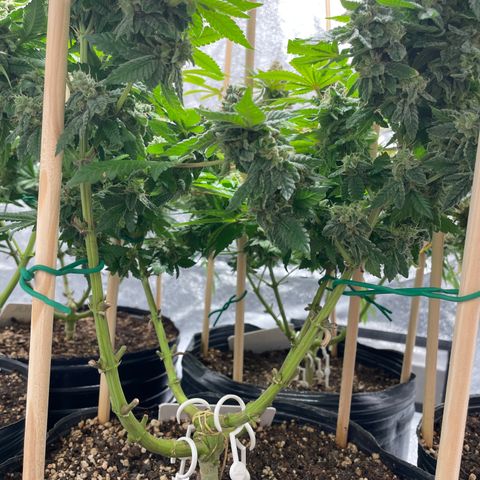 Amsterdam Amnesia growlog timeline photo
