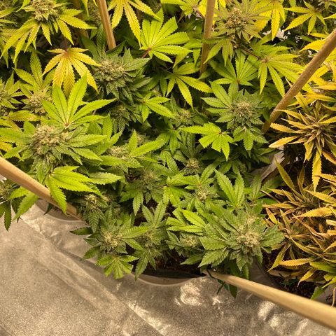 Amsterdam Amnesia growlog timeline photo