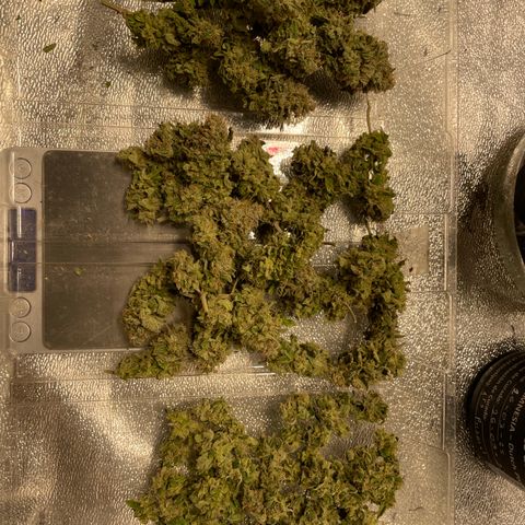 Amsterdam Amnesia growlog timeline photo