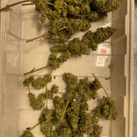 Amsterdam Amnesia growlog timeline photo