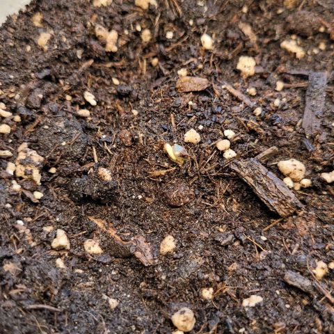 Special Queen #1 growlog photo: Der erste keimling kommt aus der erde