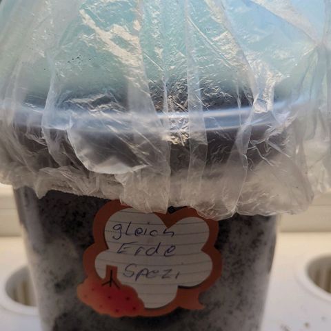 Special Queen #1 growlog photo: Der erste keimling kommt aus der erde