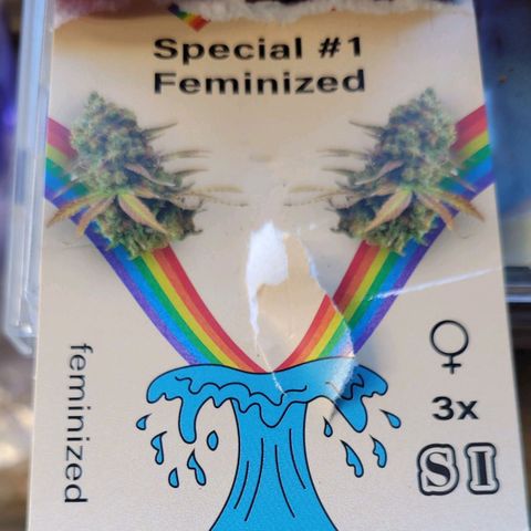 Special Queen #1 growlog photo: Der erste keimling kommt aus der erde