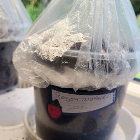 Special Queen #1 growlog photo: Der erste keimling kommt aus der erde
