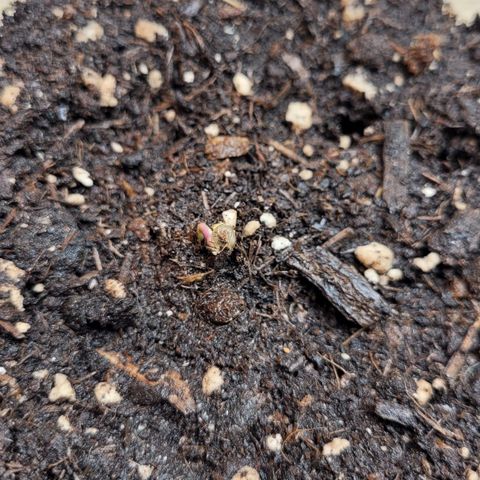 Special 1 # growlog timeline photo
