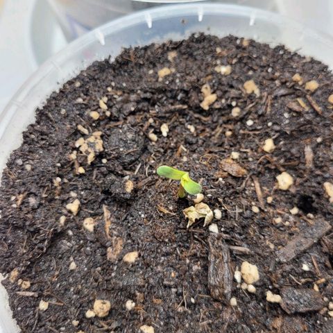 Special Queen #1 growlog timeline photo