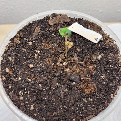 Special 1 # growlog timeline photo
