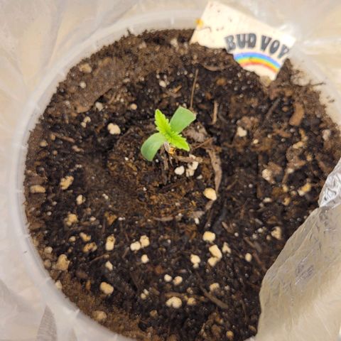 Special 1 # growlog photo: Sieht nicht viel größer aus