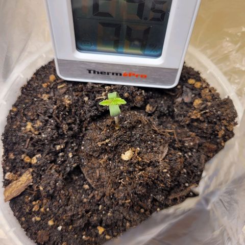 Special Queen #1 growlog photo: Ist etwas gewachsen