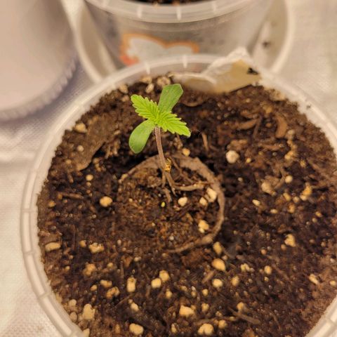 Special 1 # growlog timeline photo
