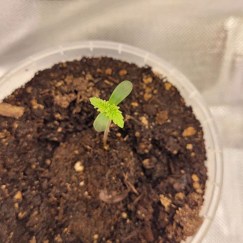Special Queen #1 growlog timeline photo