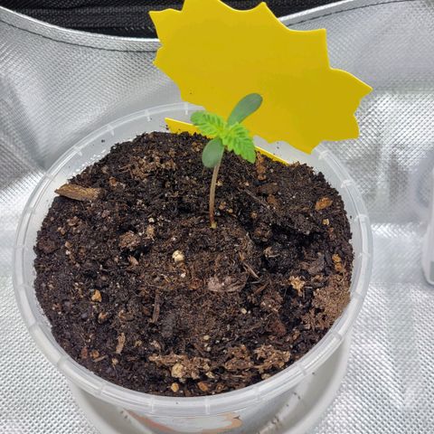 Special Queen #1 growlog timeline photo