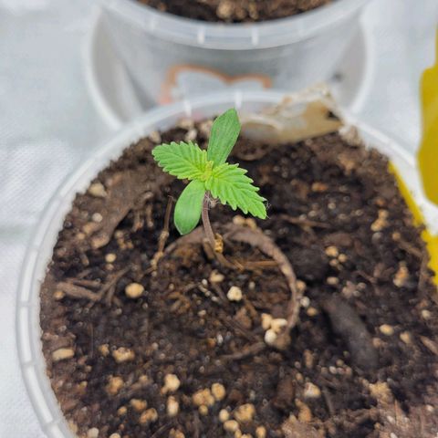 Special 1 # growlog timeline photo