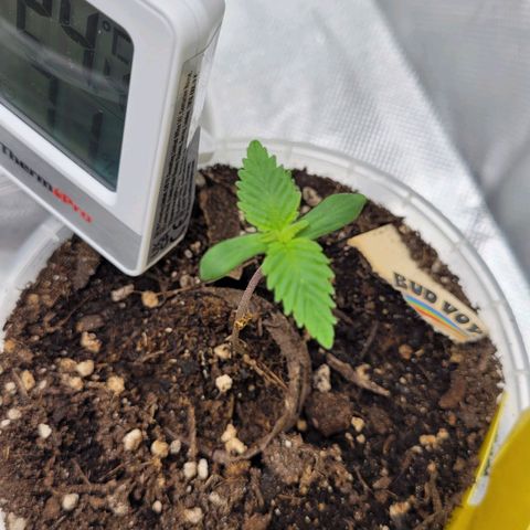 Special 1 # growlog photo: Ich finde die pflanze wägst sehr langsam 