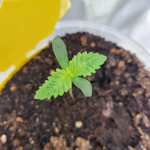 Special Queen #1 growlog timeline photo