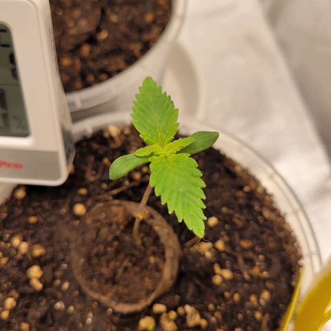 Special 1 # growlog timeline photo