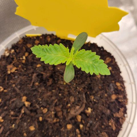 Special Queen #1 growlog timeline photo