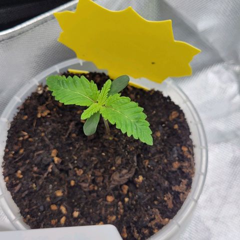Special Queen #1 growlog timeline photo
