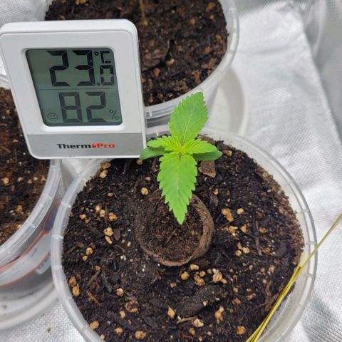 Special 1 # growlog timeline photo