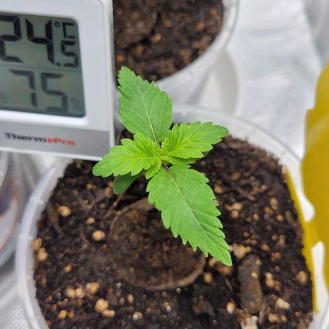 Special 1 # growlog timeline photo