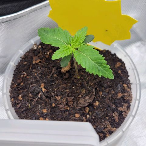Special Queen #1 growlog timeline photo