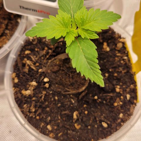 Special 1 # growlog timeline photo