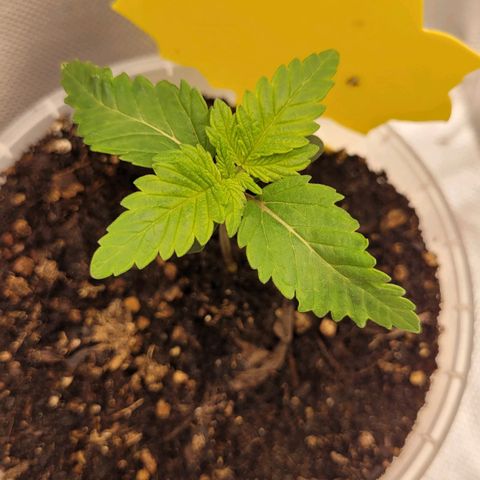 Special Queen #1 growlog timeline photo