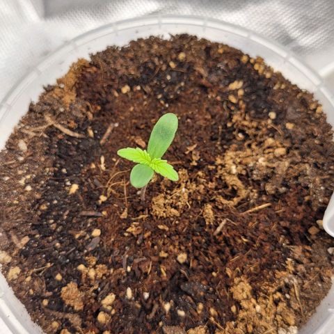 Gnomo Auto  growlog timeline photo