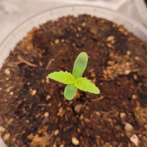 Gnomo Auto  growlog timeline photo