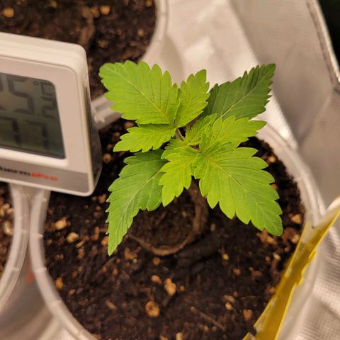 Special 1 # growlog timeline photo