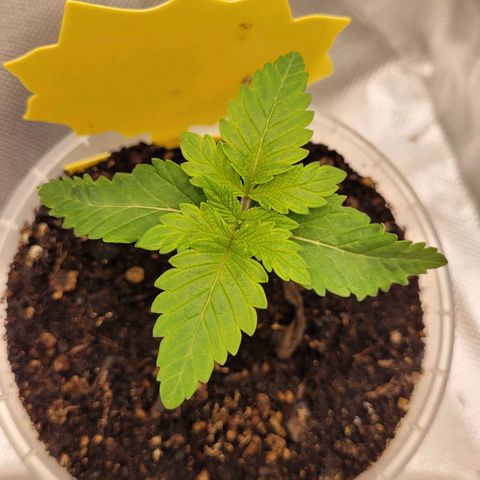 Special Queen #1 growlog timeline photo