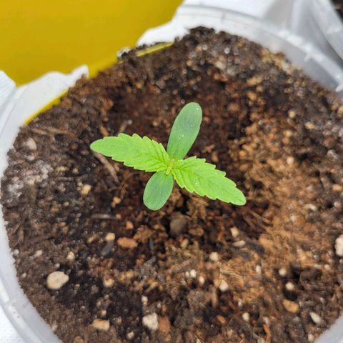 Gnomo Auto  growlog timeline photo